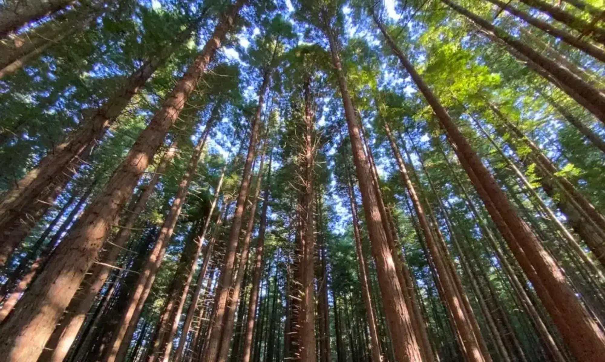 Nic Johnson MTB Coach riding in the tall trees of mountain bike park